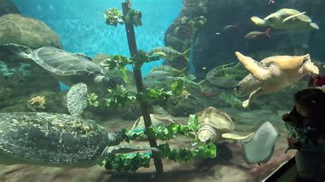 Watch: Celebrate the holiday season with animals at SeaWorld San Diego, San Diego Zoo
